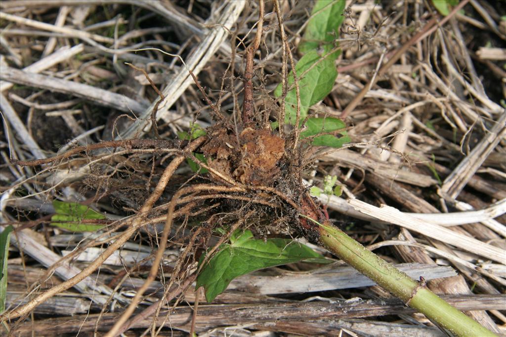 Helianthus tuberosus (door Willem Braam)