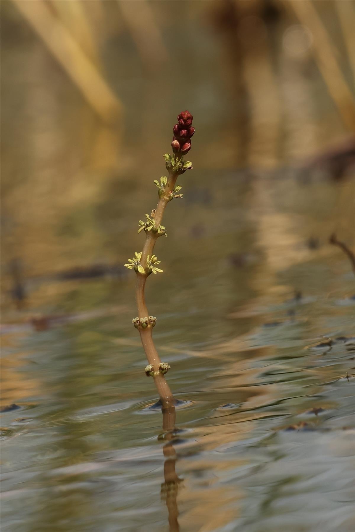 Myriophyllum spicatum (door Willem Braam)