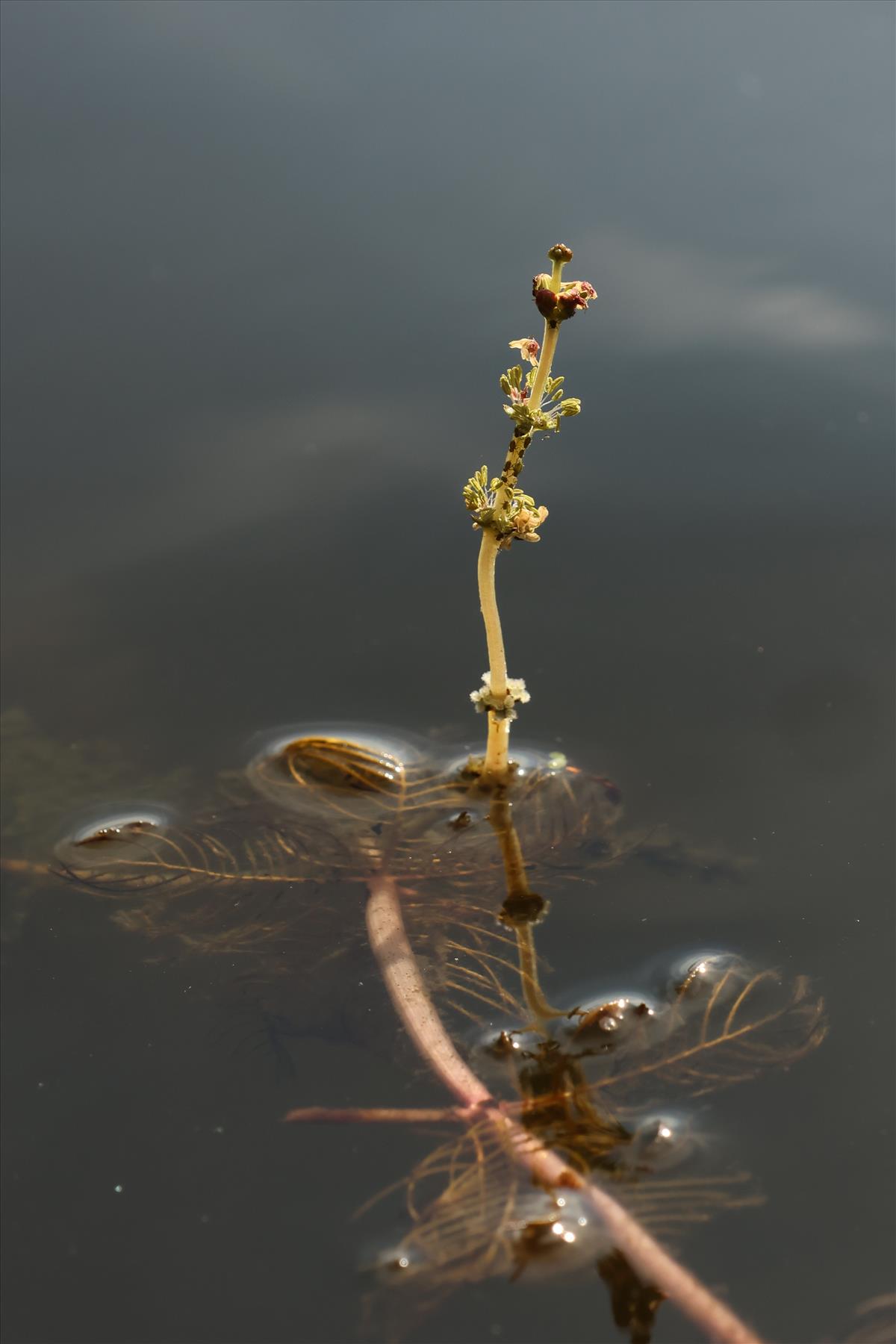 Myriophyllum spicatum (door Willem Braam)