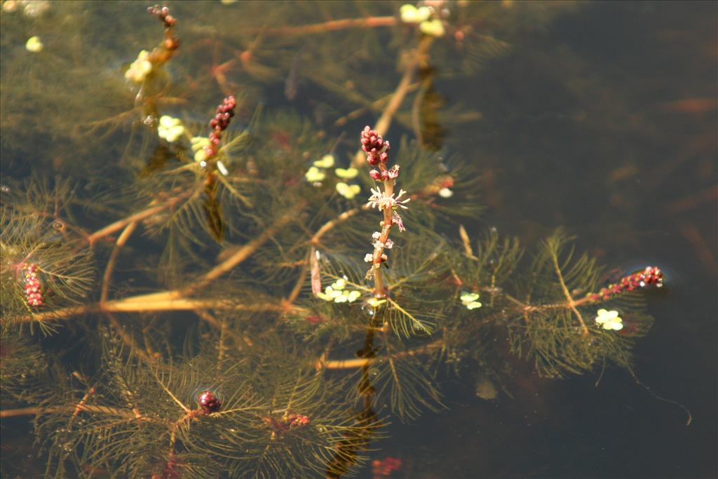 Myriophyllum spicatum (door Willem Braam)