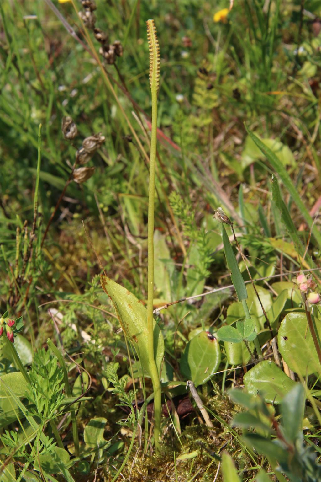 Ophioglossum vulgatum (door Willem Braam)