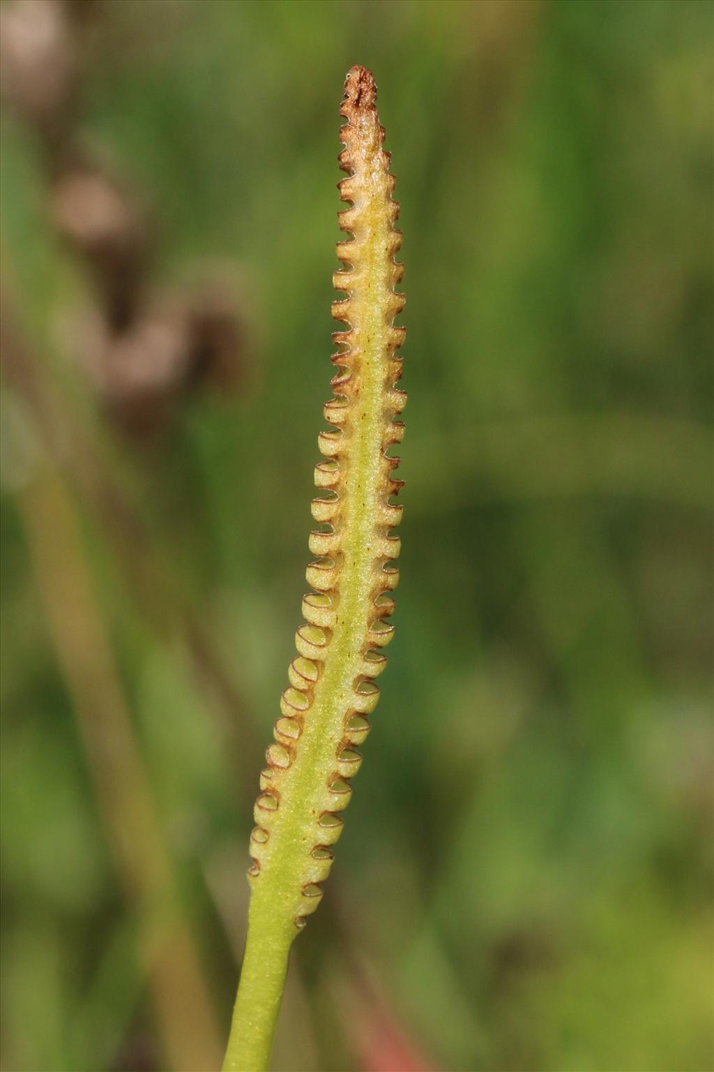 Ophioglossum vulgatum (door Willem Braam)