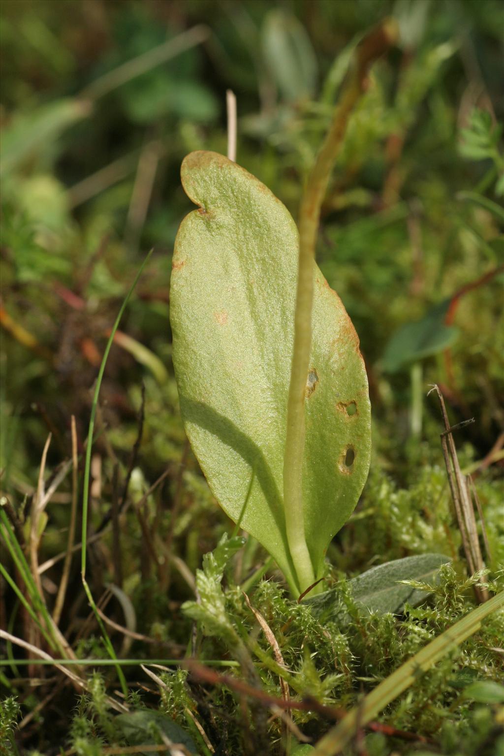 Ophioglossum vulgatum (door Willem Braam)