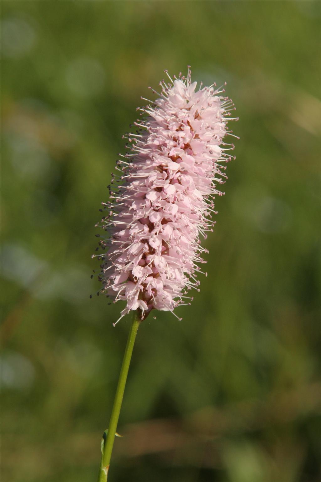 Persicaria bistorta (door Willem Braam)