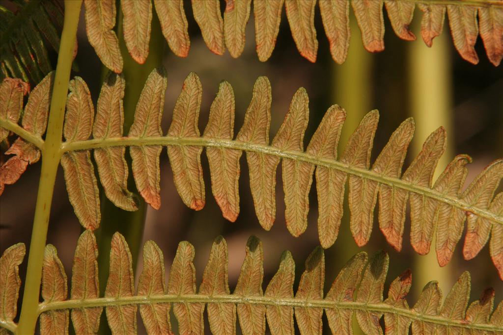 Pteridium aquilinum (door Willem Braam)