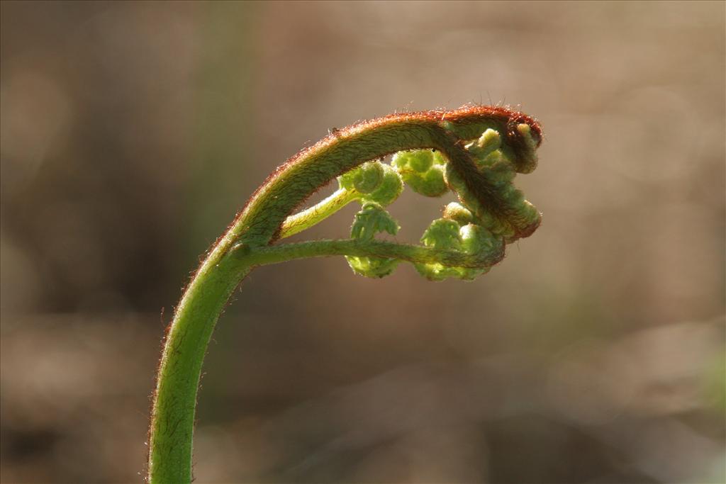 Pteridium aquilinum (door Willem Braam)