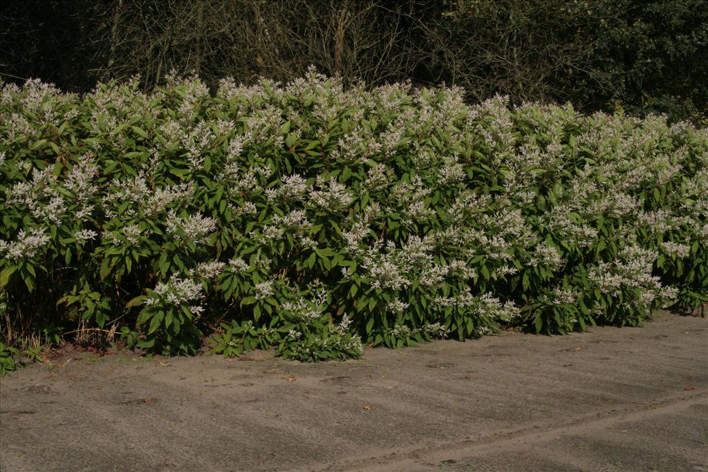 Persicaria wallichii (door Willem Braam)