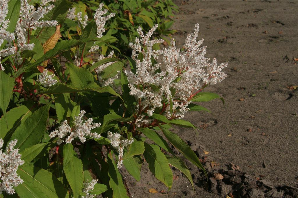 Persicaria wallichii (door Willem Braam)