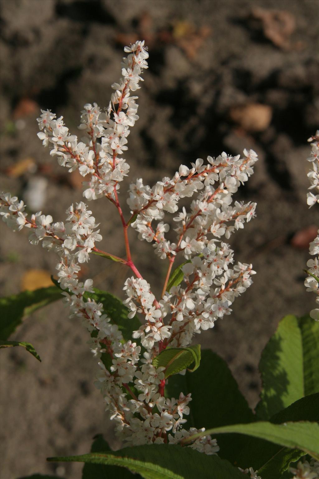 Persicaria wallichii (door Willem Braam)