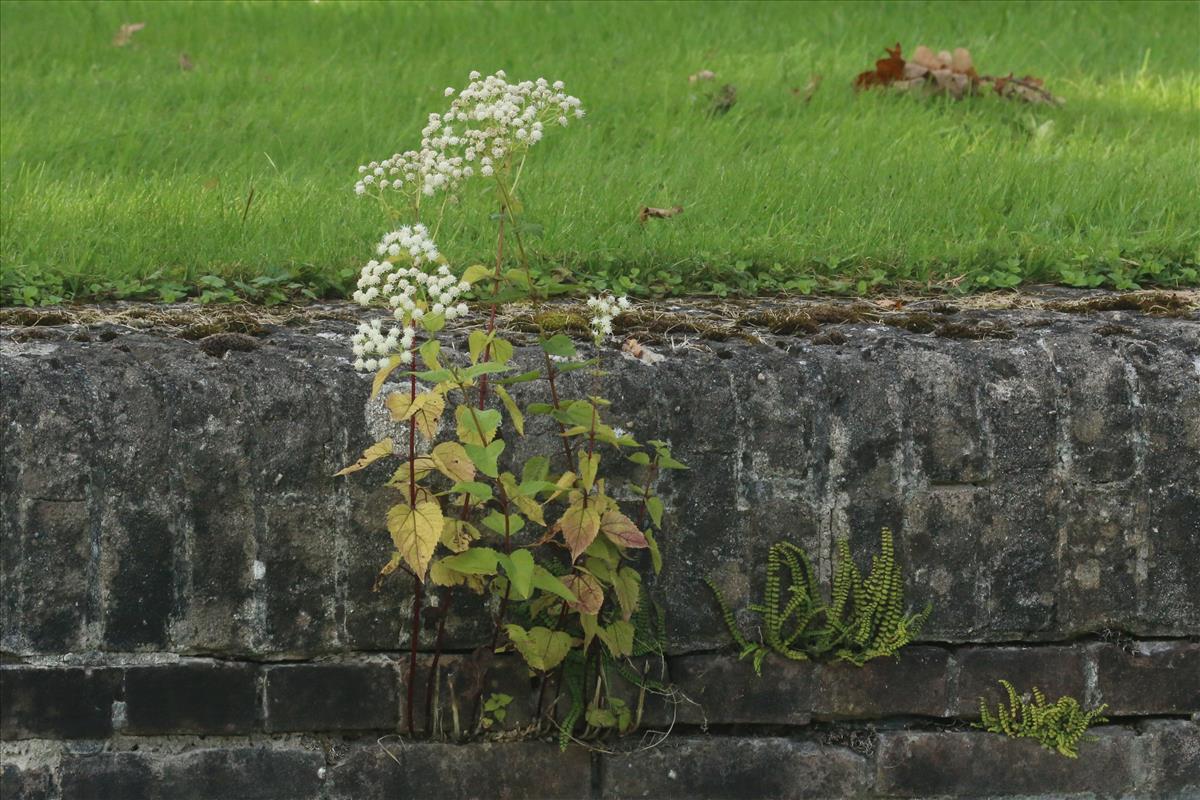 Eupatorium rugosum (door Willem Braam)