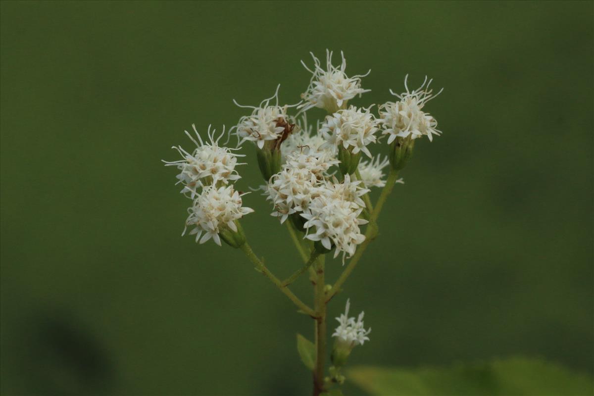 Eupatorium rugosum (door Willem Braam)