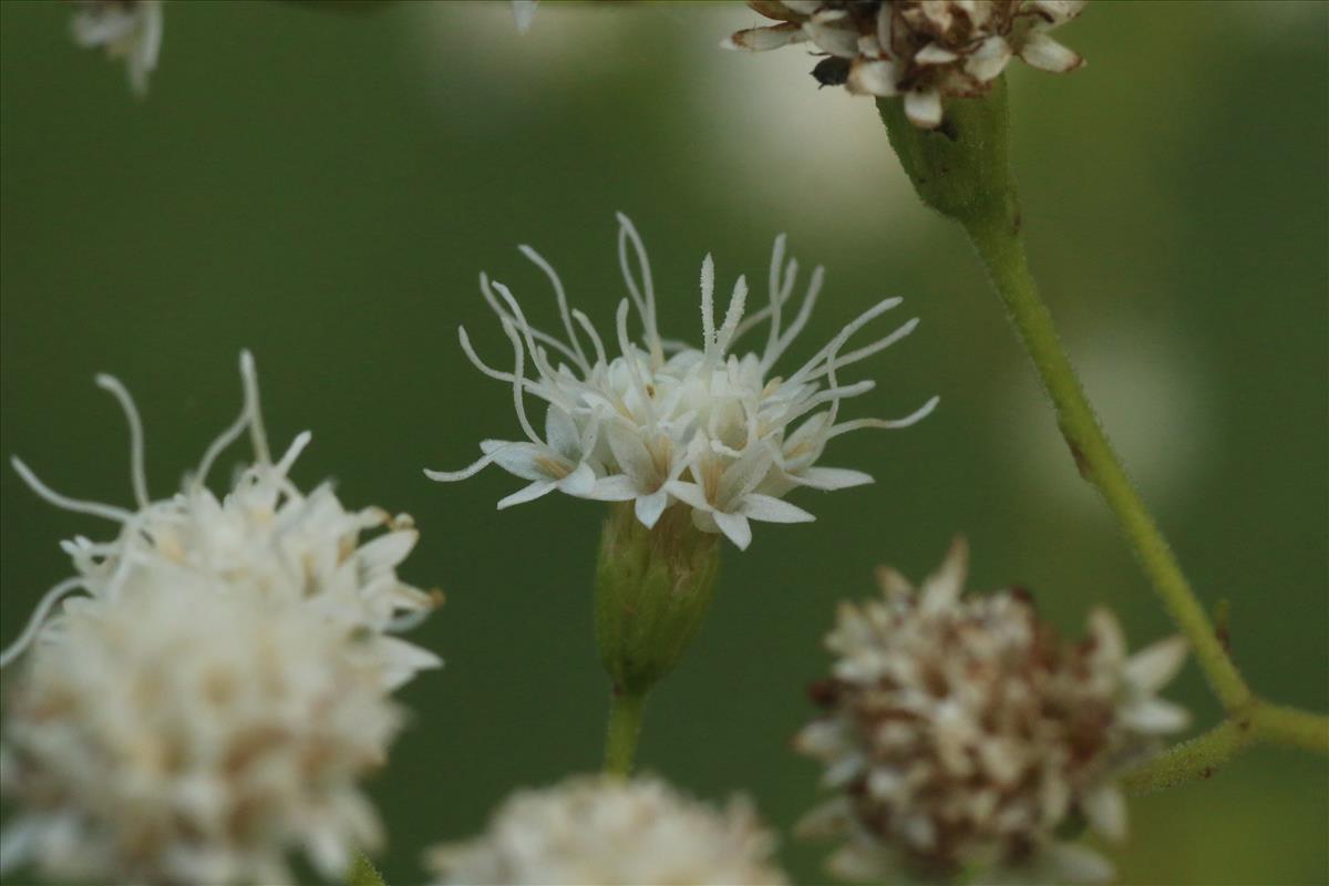 Eupatorium rugosum (door Willem Braam)