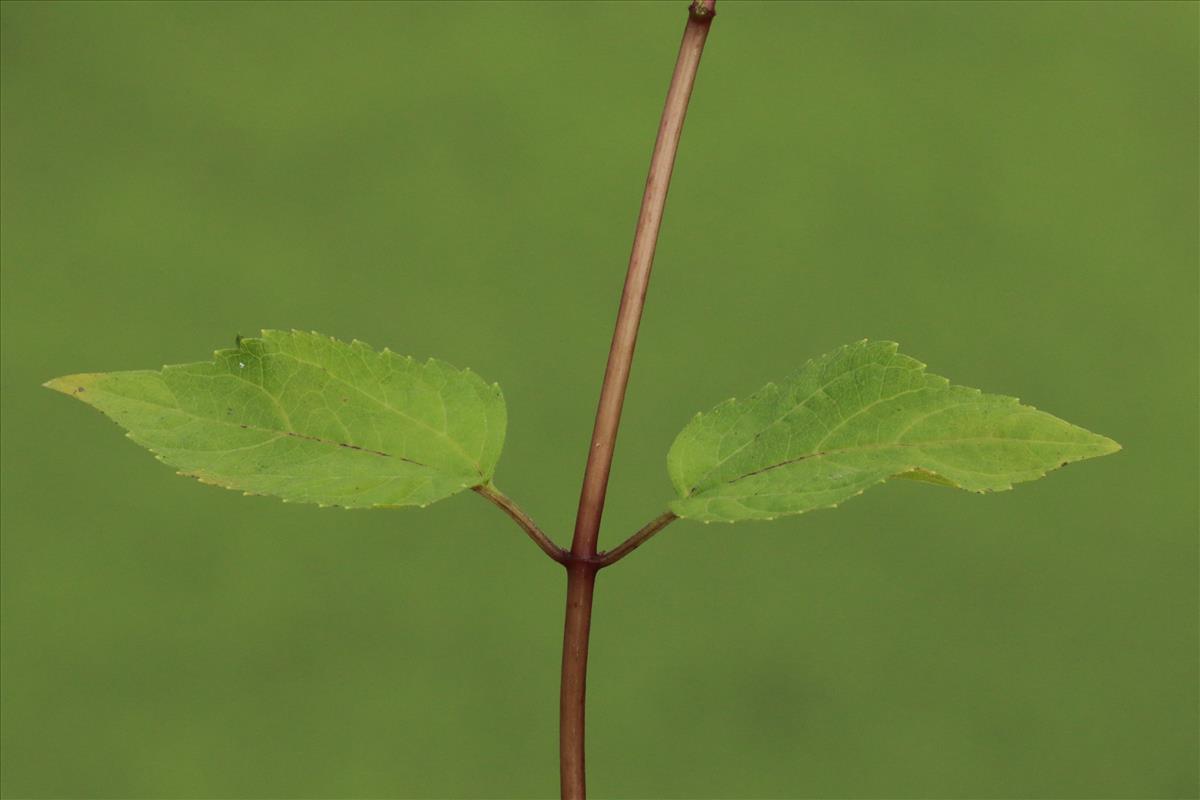 Eupatorium rugosum (door Willem Braam)