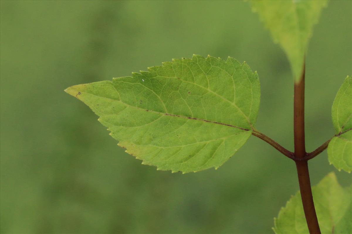 Eupatorium rugosum (door Willem Braam)