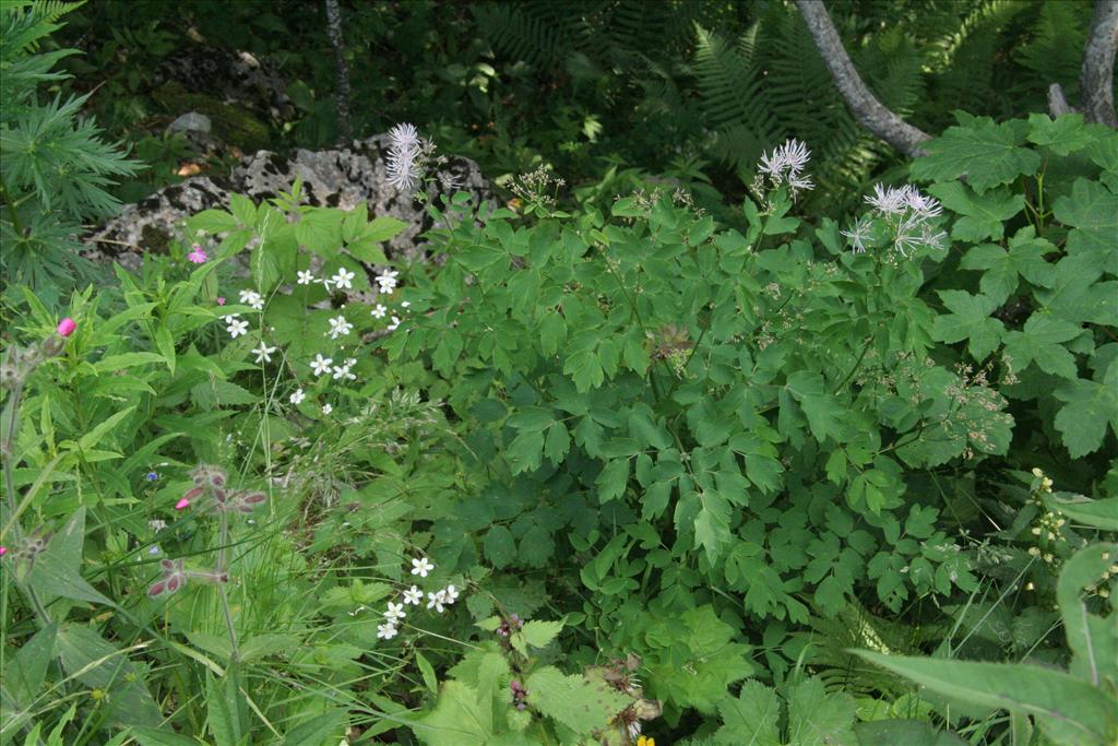 Thalictrum aquilegiifolium (door Willem Braam)