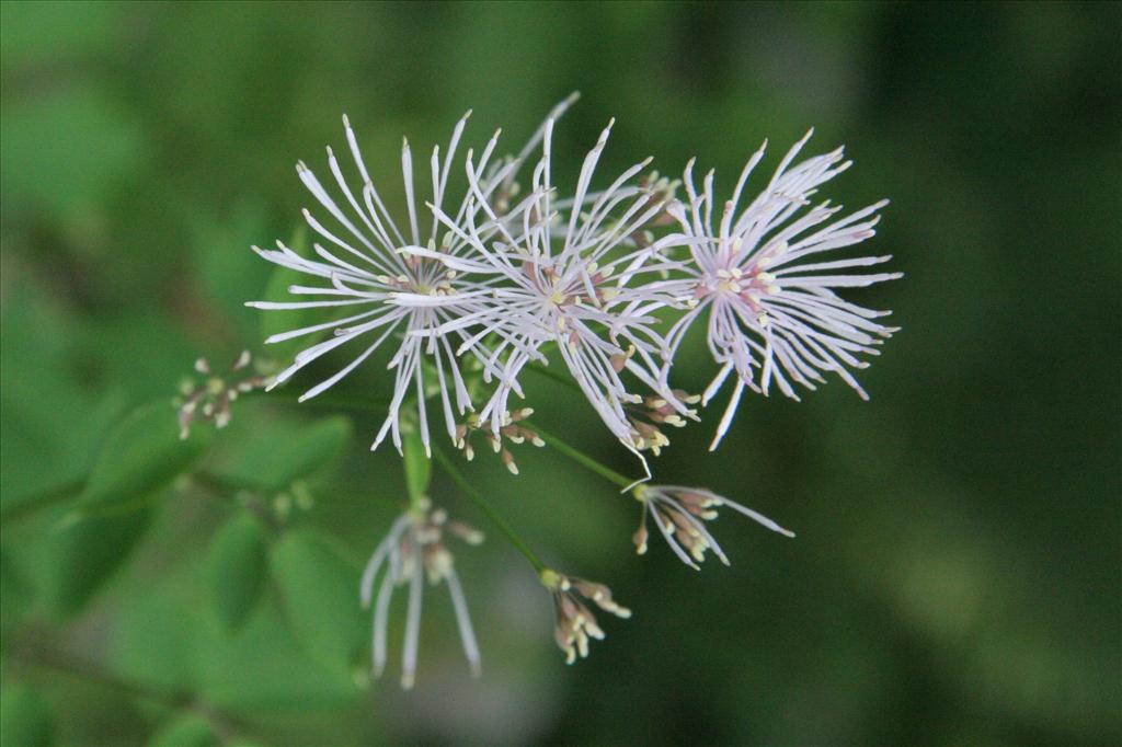 Thalictrum aquilegiifolium (door Willem Braam)