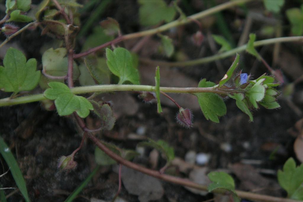 Veronica hederifolia (door Willem Braam)