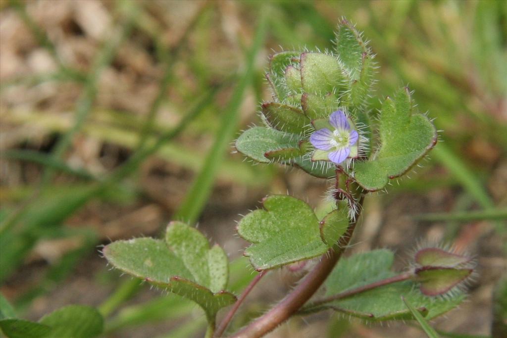 Veronica hederifolia (door Willem Braam)