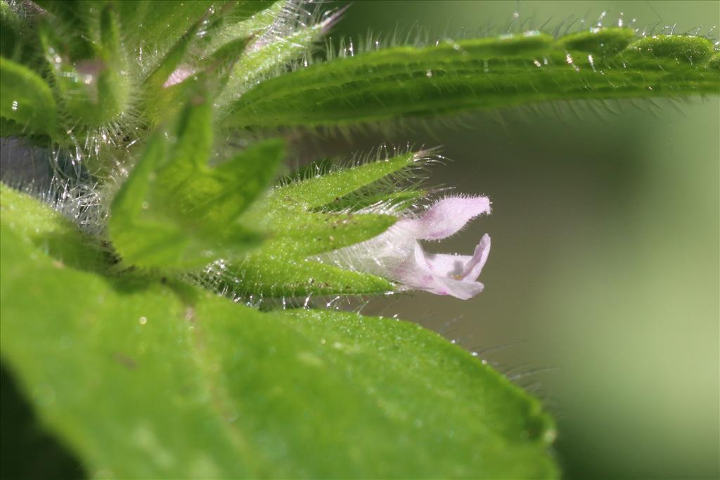 Stachys arvensis (door Willem Braam)