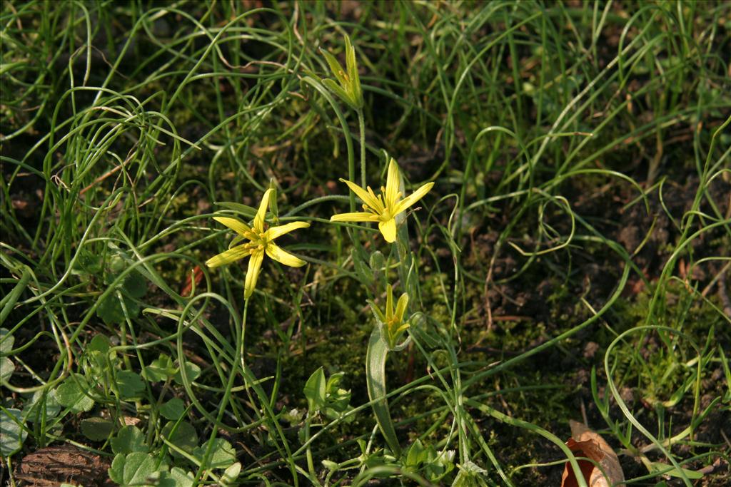 Gagea villosa (door Willem Braam)