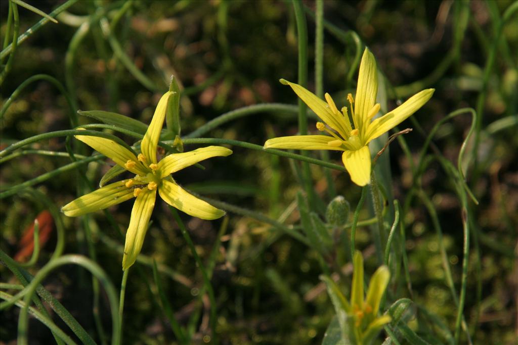 Gagea villosa (door Willem Braam)