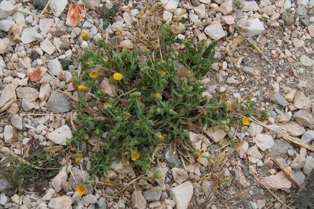 Calendula arvensis (door Willem Braam)