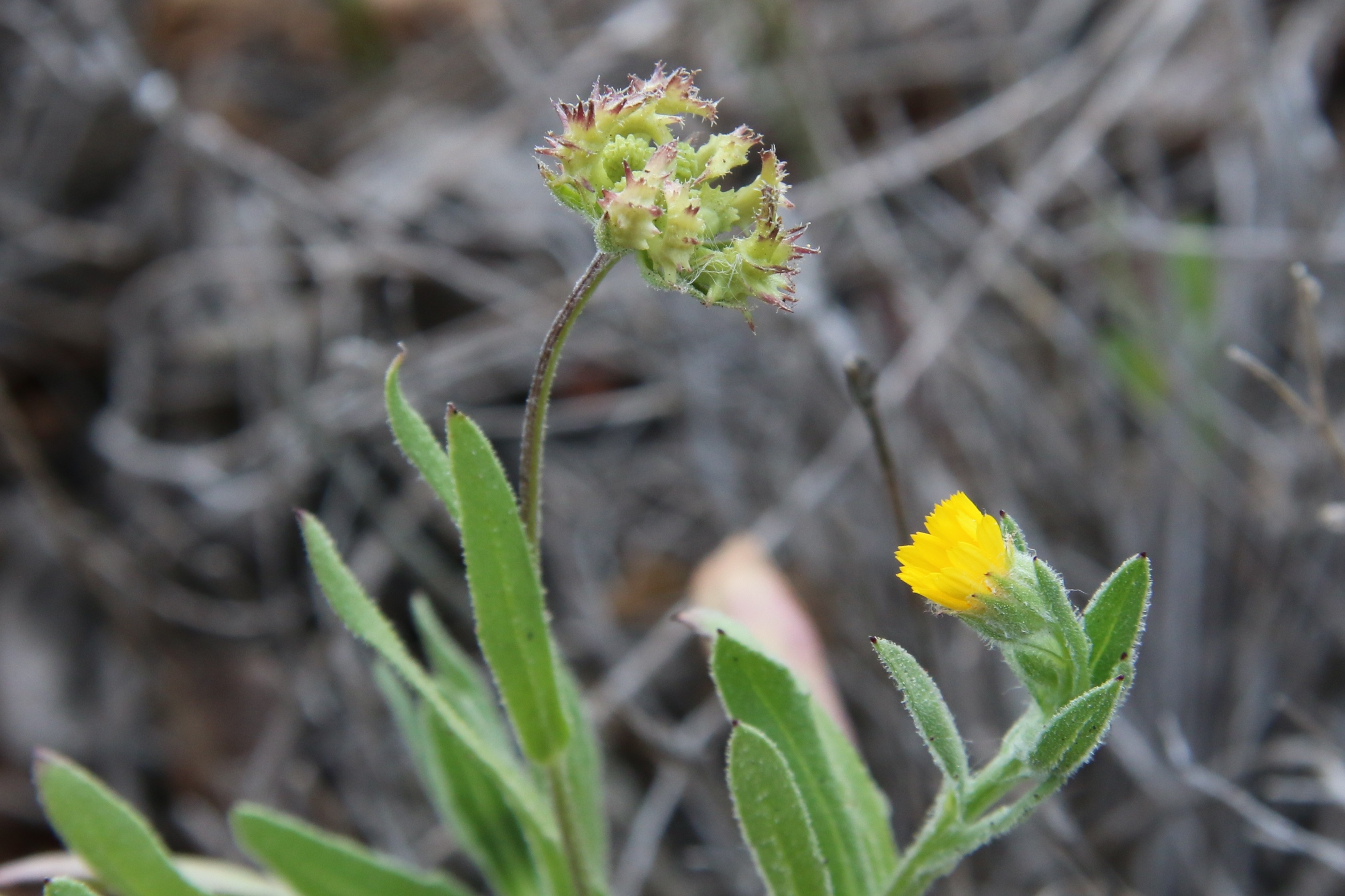 Calendula arvensis (door Willem Braam)