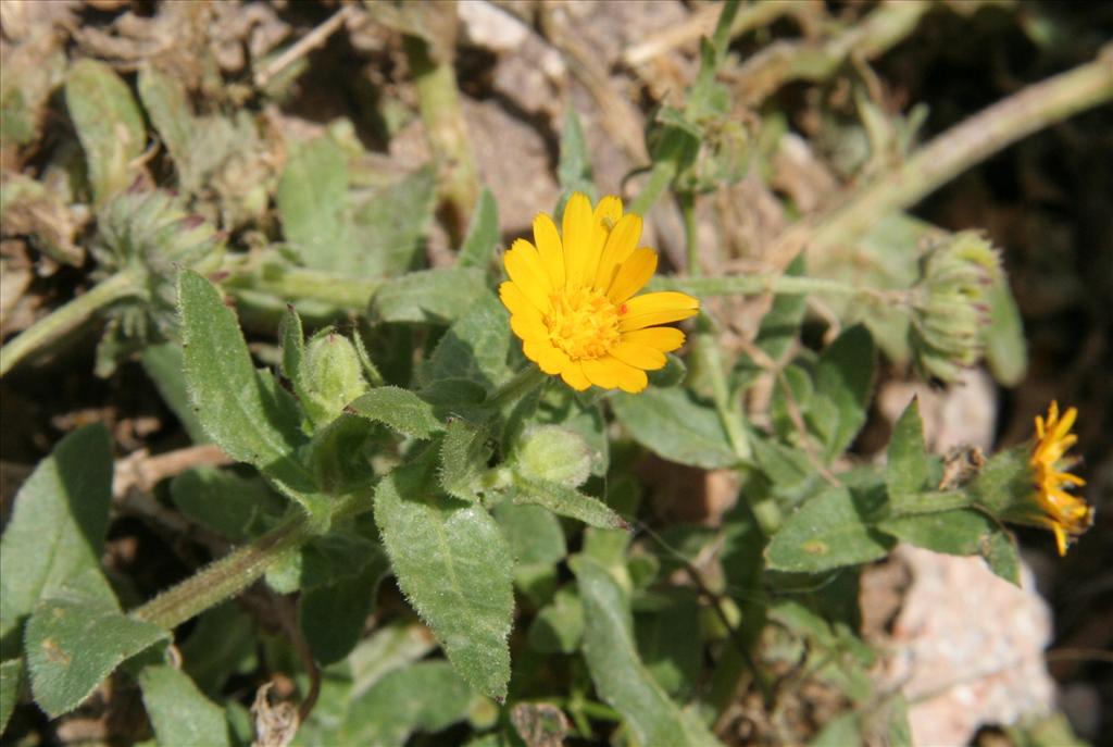 Calendula arvensis (door Willem Braam)