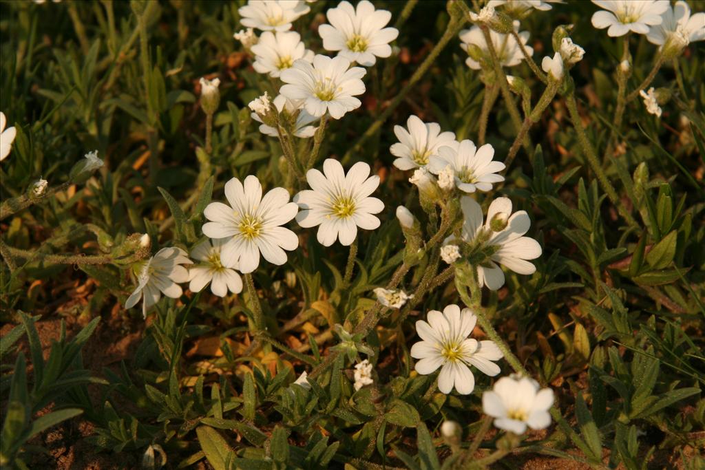 Cerastium arvense (door Willem Braam)