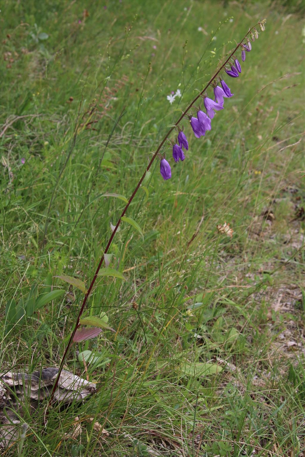 Campanula rapunculoides (door Willem Braam)