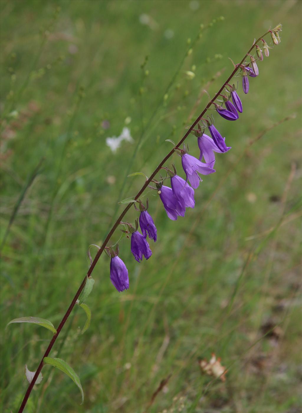 Campanula rapunculoides (door Willem Braam)