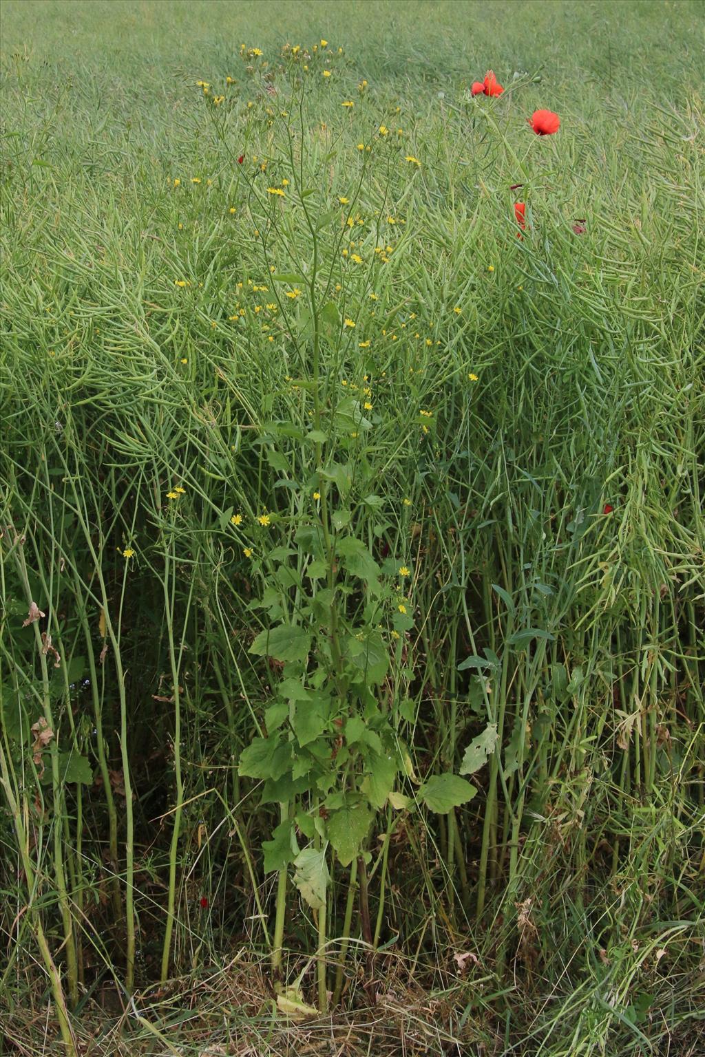 Lapsana communis (door Willem Braam)