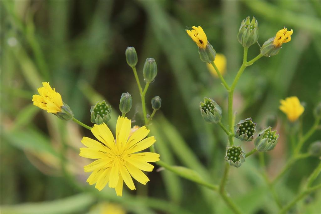 Lapsana communis (door Willem Braam)