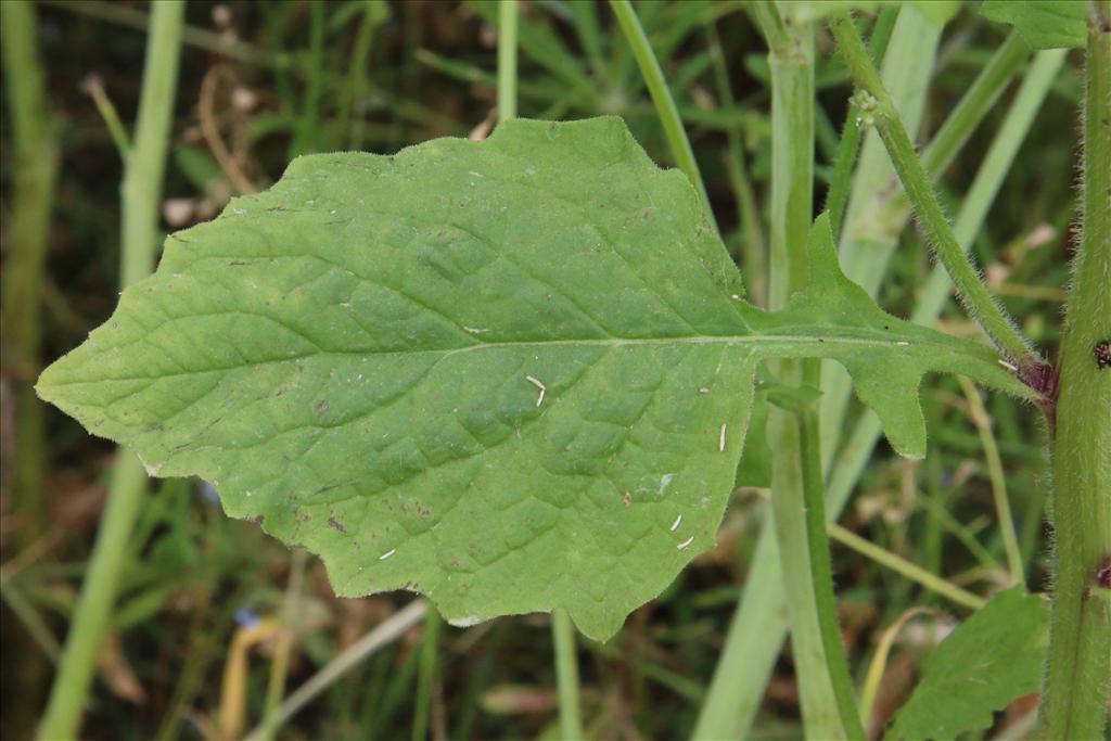 Lapsana communis (door Willem Braam)