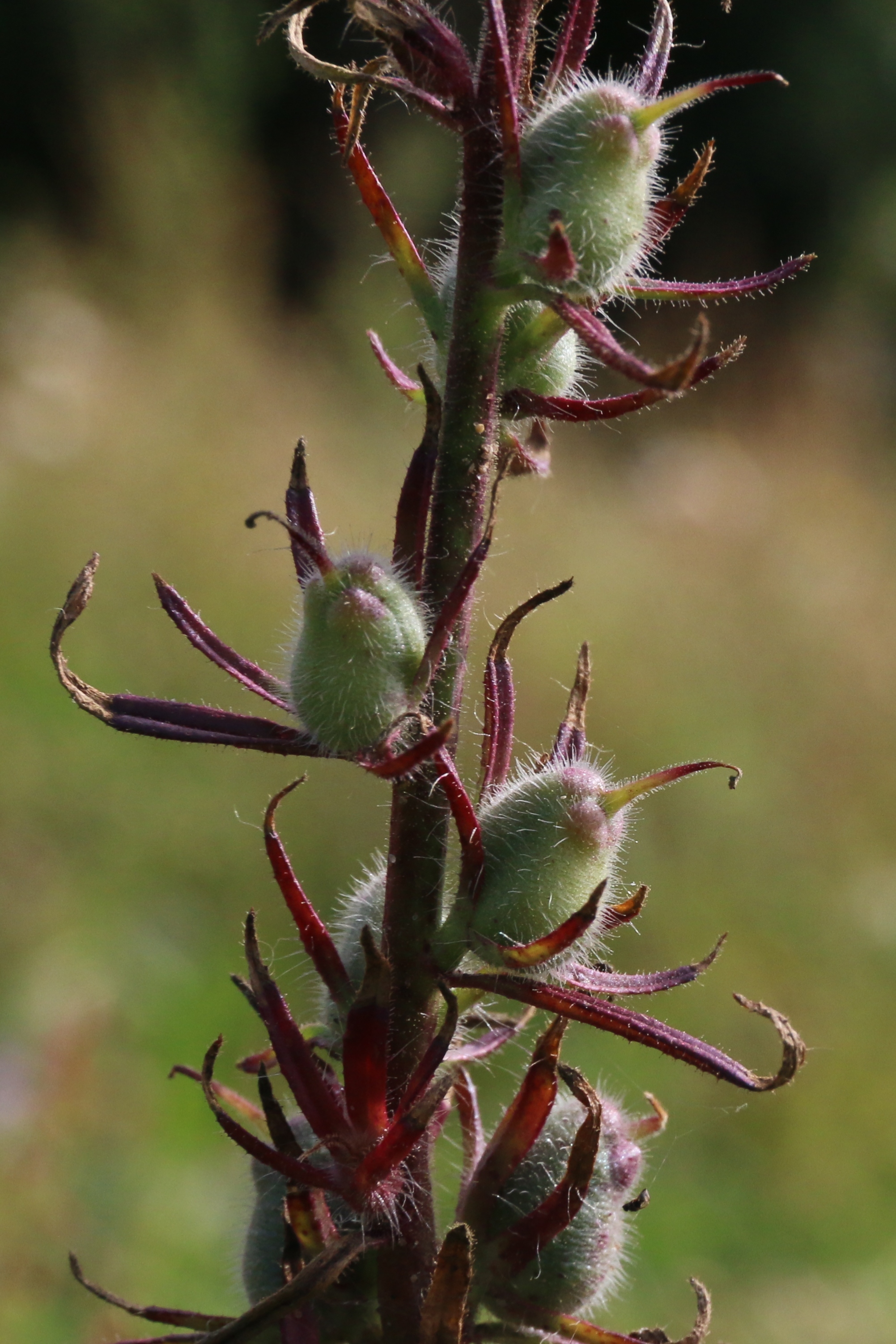 Misopates orontium (door Willem Braam)