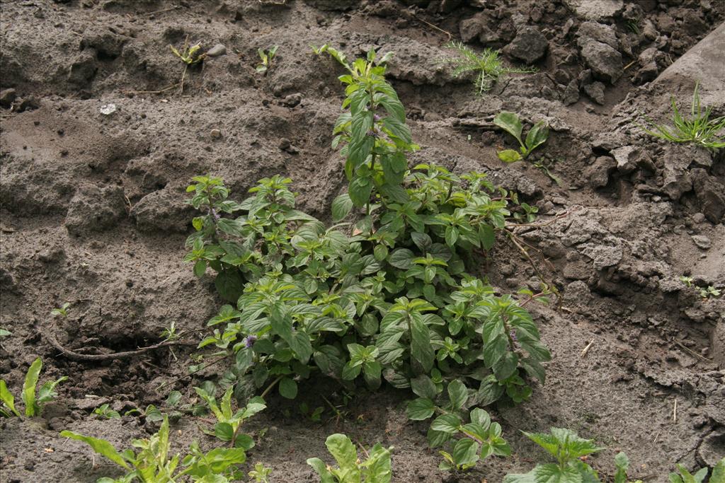 Mentha arvensis (door Willem Braam)