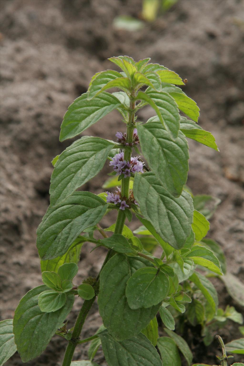 Mentha arvensis (door Willem Braam)