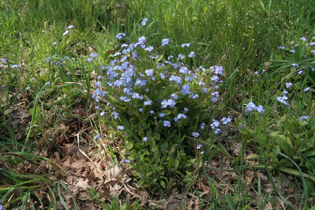 Myosotis arvensis (door Willem Braam)