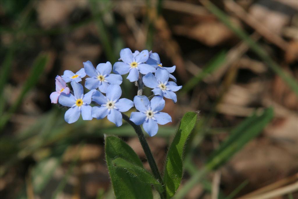 Myosotis arvensis (door Willem Braam)