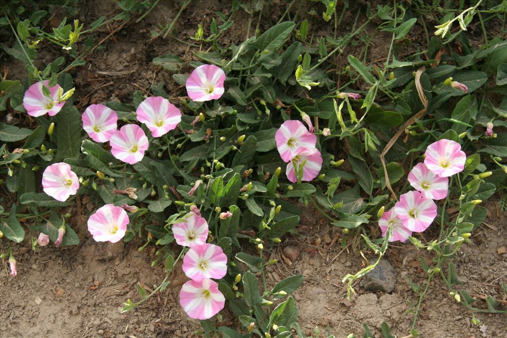 Convolvulus arvensis (door Willem Braam)