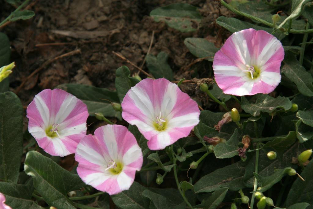 Convolvulus arvensis (door Willem Braam)