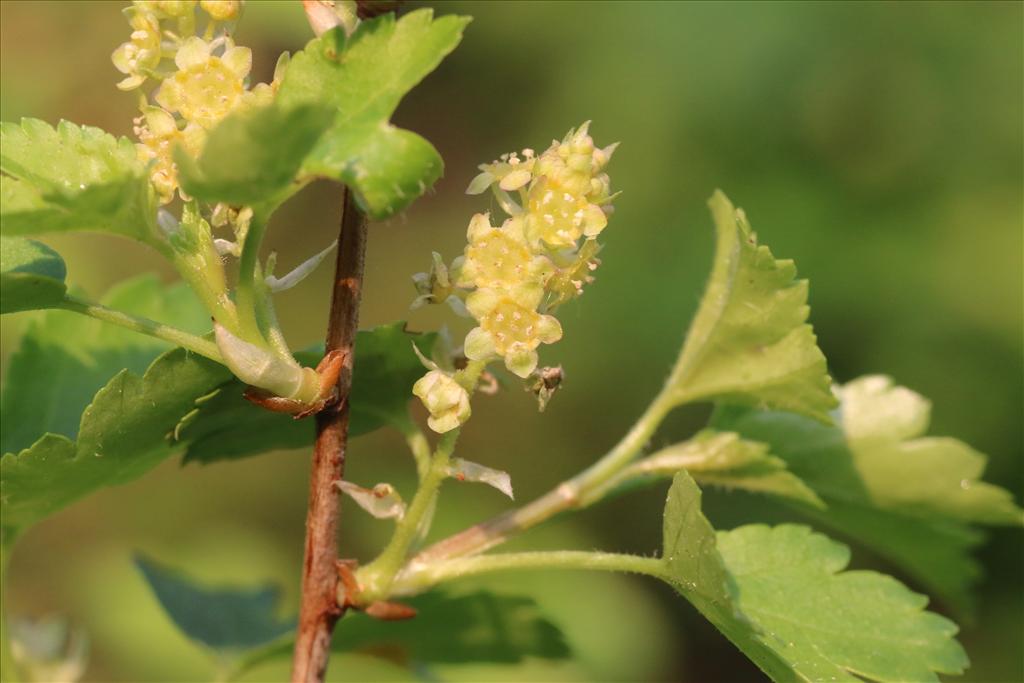 Ribes alpinum (door Willem Braam)