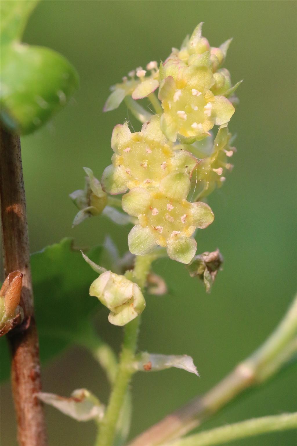 Ribes alpinum (door Willem Braam)