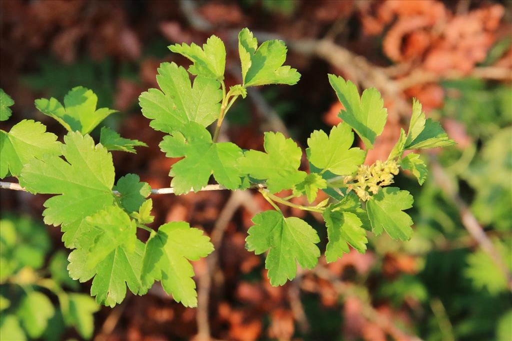 Ribes alpinum (door Willem Braam)