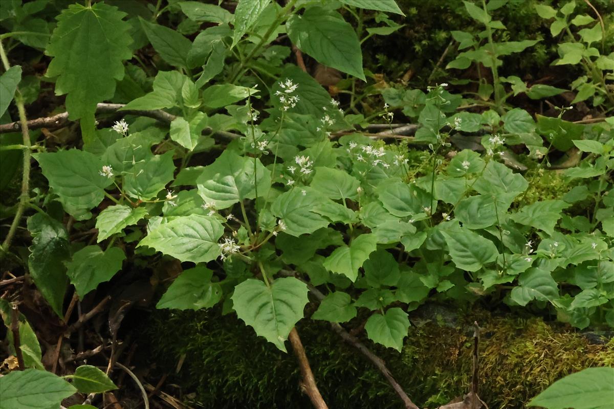 Circaea alpina (door Willem Braam)