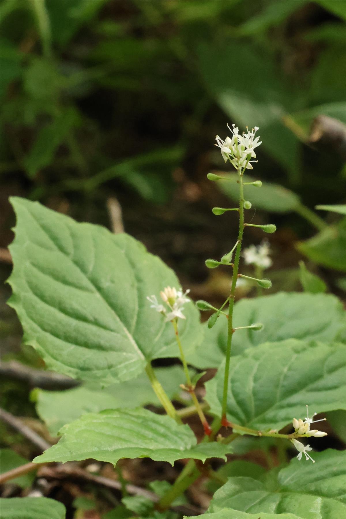 Circaea alpina (door Willem Braam)