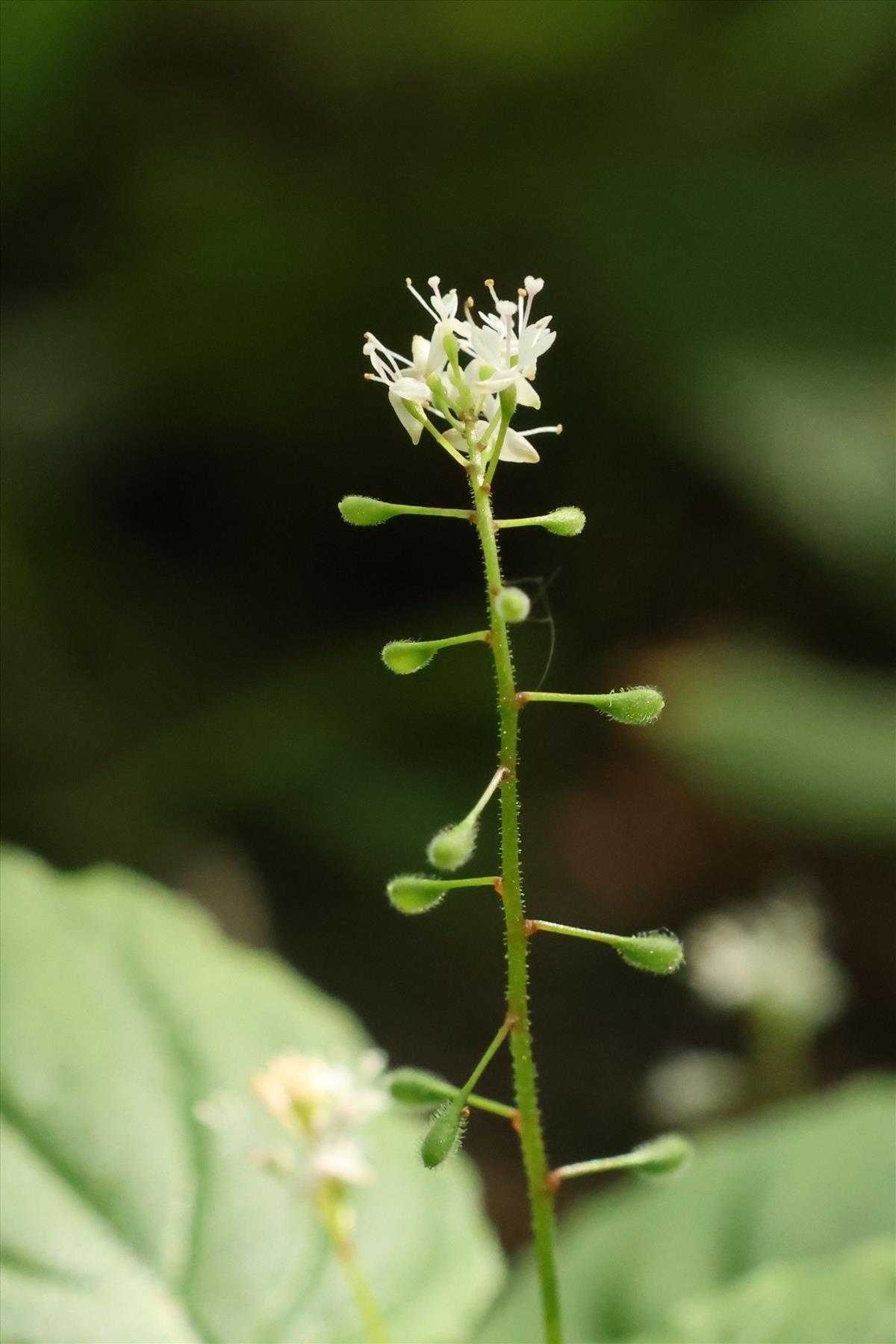 Circaea alpina (door Willem Braam)