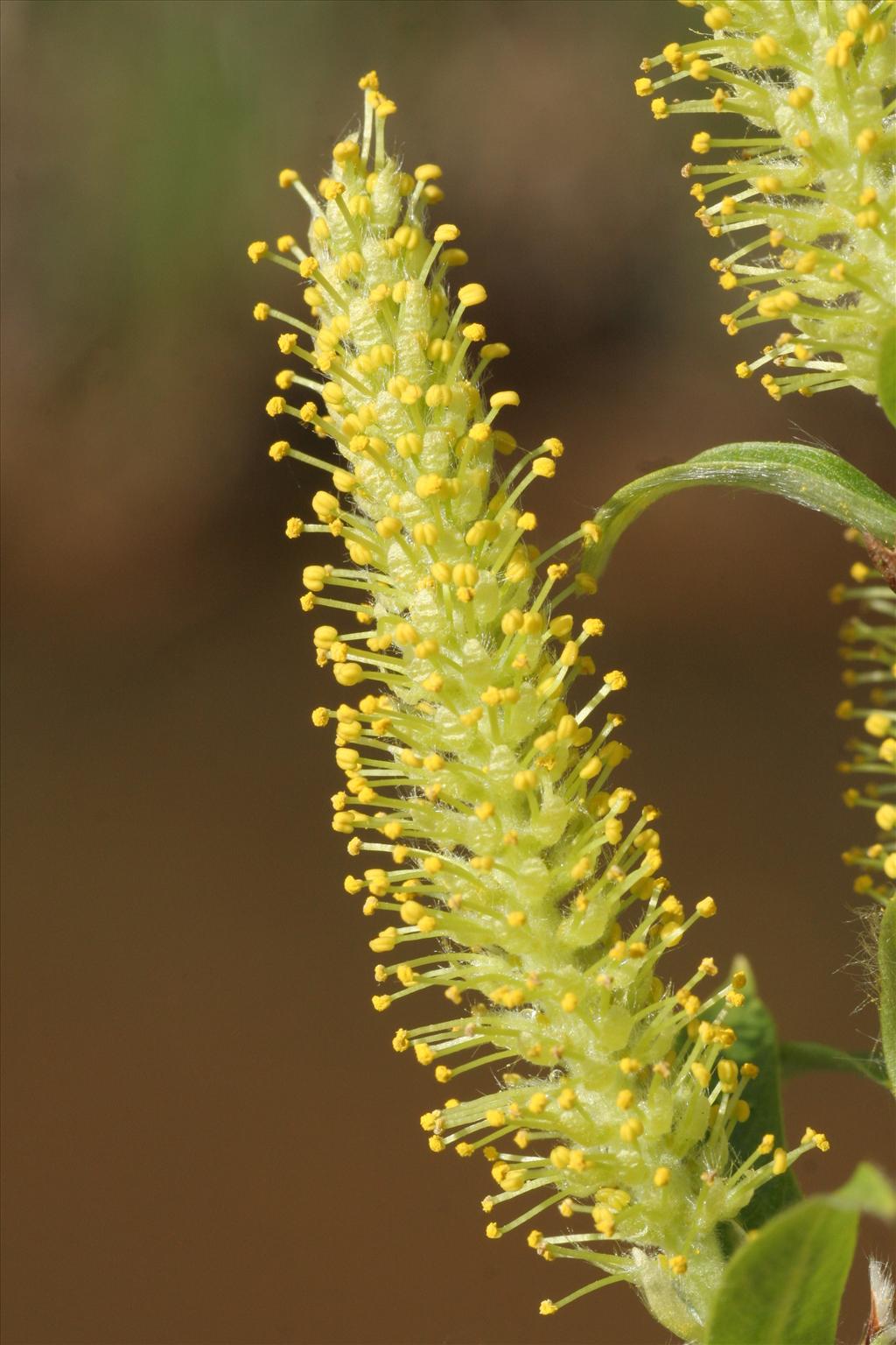 Salix triandra (door Willem Braam)