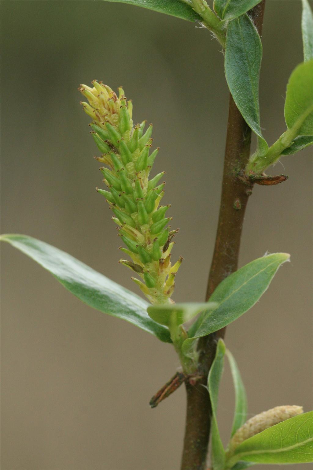 Salix triandra (door Willem Braam)