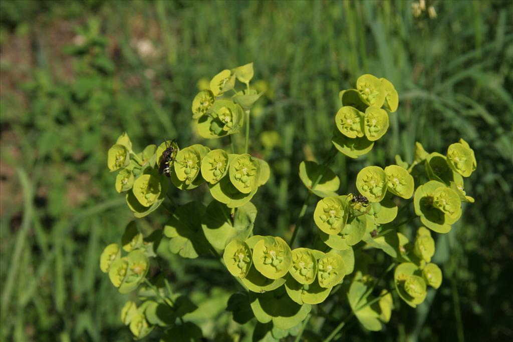 Euphorbia amygdaloides (door Willem Braam)